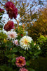 Becoming A Gardener, Catie Marron