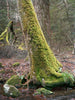Moss Covered Tree, The Mianus River, Bedford, N.Y., 2013