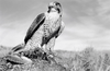 Peregrine Falcon, Wyoming
